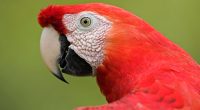 Scarlet Macaw Portrait Amazon672442973 200x110 - Scarlet Macaw Portrait Amazon - Scarlet, Portrait, Macaw, Liberty, Amazon